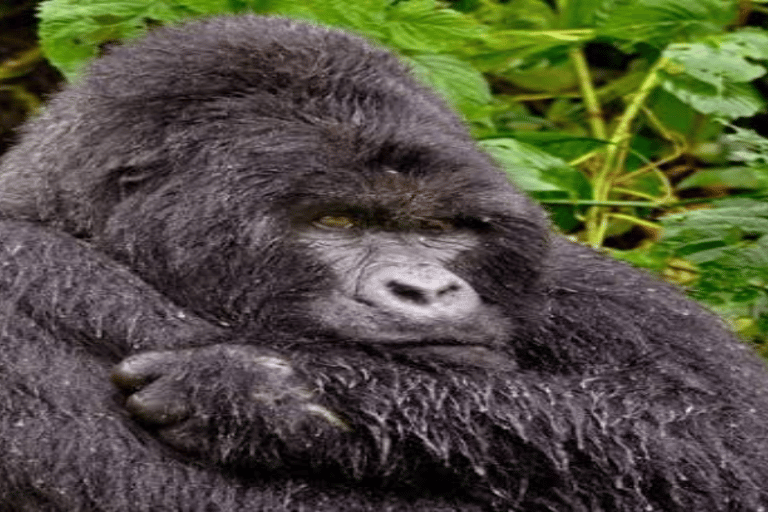 Uganda: 4-Day Double Mountain Gorilla Trekking Safari Uganda: 4-Day Double Mountain Gorilla Trekking Safari