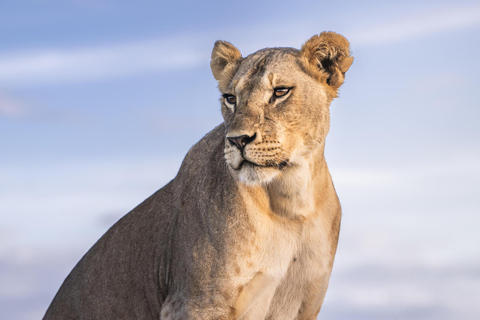 Nairobi: 9 giorni di safari e vacanze in spiaggia con alloggio
