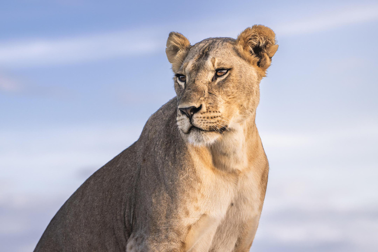 Nairobi: 9 giorni di safari e vacanze in spiaggia con alloggio