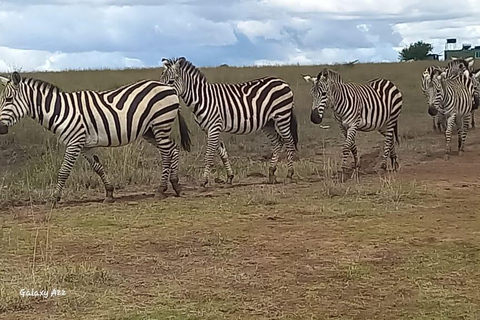 nationaal park david sheldrick giraffencentrum kazuri kralen