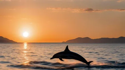 Ab Cagliari: Delfinbeobachtungstour bei Sonnenuntergang
