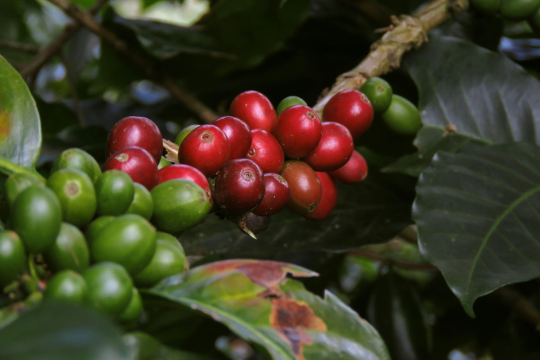 Bangalore: Chikmagalur Coffee Plantation Private Tour