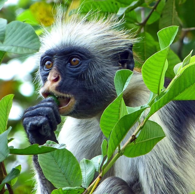 Close-up of a red colobus with a white mane and dark face, chewing a leaf among green foliage