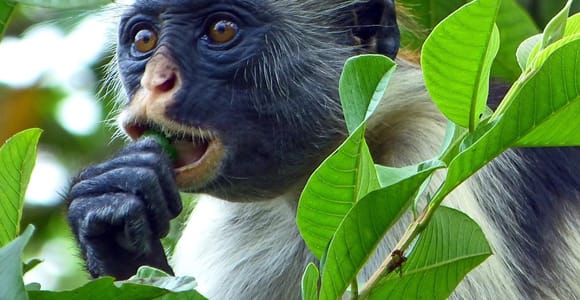 Close-up of a red colobus with a white mane and dark face, chewing a leaf among green foliage