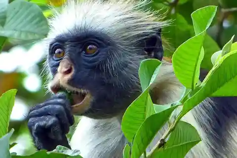 Zanzibar full day Jozani forest + Spice farm and stone town