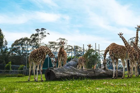 Sydney: Featherdale Wildlife Park Private Tour