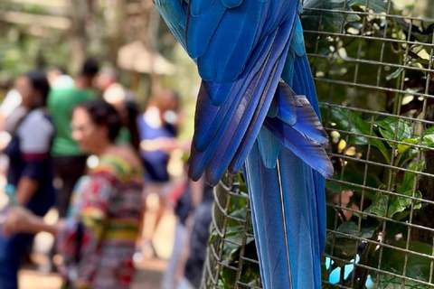 Cascate di Iguazu: Trasferimento privato al Parco Brasiliano e degli Uccelli