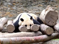 Chengdu, Giant Panda Breeding Research Base Ticket - Housity