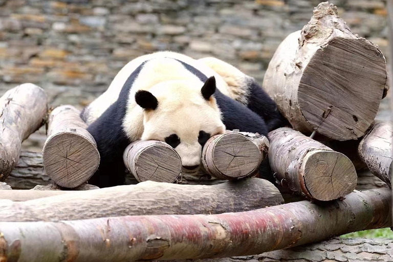 Chengdu: Giant Panda Breeding Research Base Ticket Afternoon Ticket without Transfer