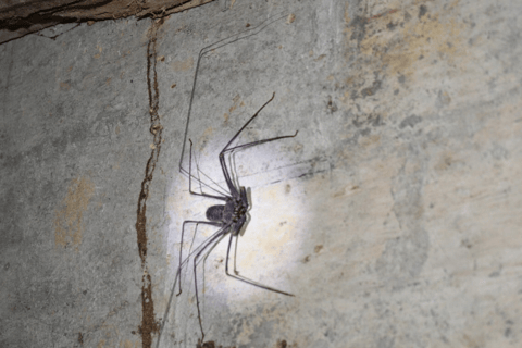 Tarapoto: passeggiata notturna nella foresta amazzonica