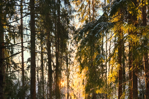 Oslo: Forest Hike with Panoramic Fjord Views and a dog