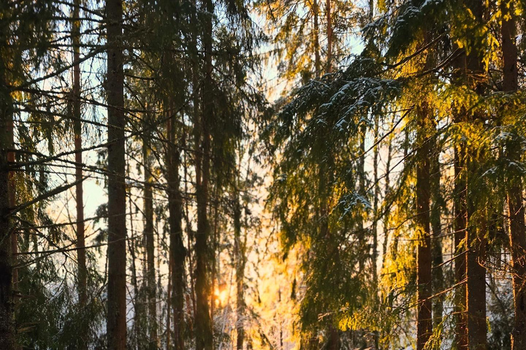 Oslo: Forest Hike with Panoramic Fjord Views and a dog