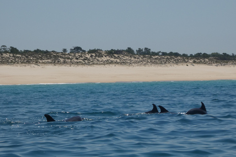 Sesimbra: Tour in barca per l&#039;osservazione dei delfini di Arrábida con biologoSesimbra: Tour in barca con biologo per l&#039;osservazione dei delfini di Arrábida