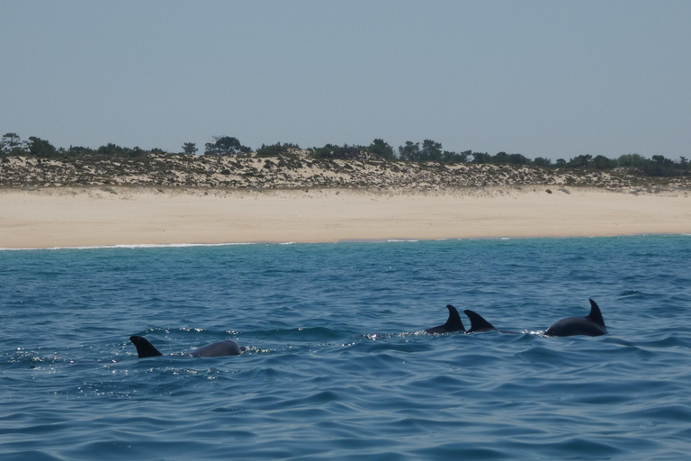 Delfinbeobachtung im Arrábida Naturpark