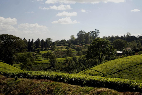 Full Day Kiambethu Tea Farm Tour