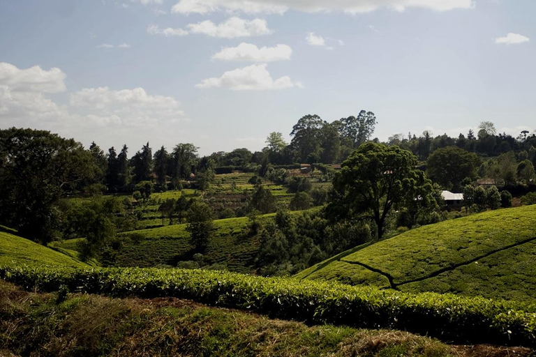 Full Day Kiambethu Tea Farm Tour