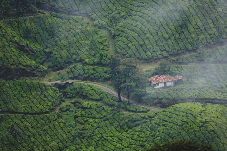 Visite de la station de montagne de Munnar et de la faune de Periyar (03 jours)03 jours, Munnar et Periyar Tour avec 04- Star Hotels.