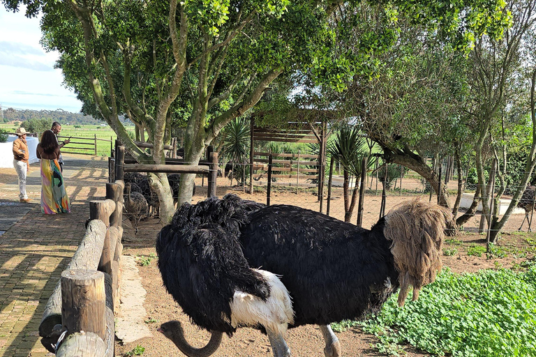 Cape Town: Ostrich Ranch Safari with Hotel Transfer
