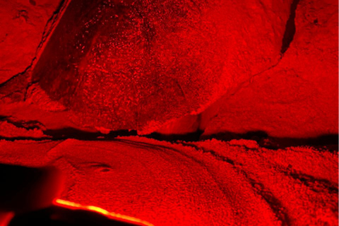 Sal Island Turtle Watch Tour w naturalnym środowisku