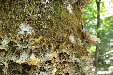 Pescasseroli from above: Great Maple Tree Guided Hike
