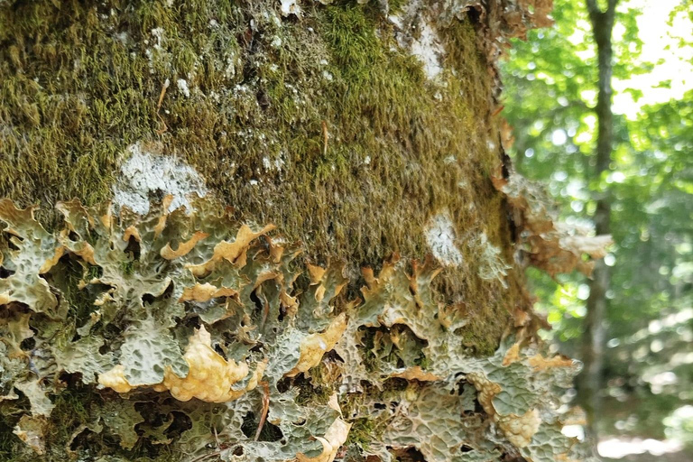 Pescasseroli from above: Great Maple Tree Guided Hike