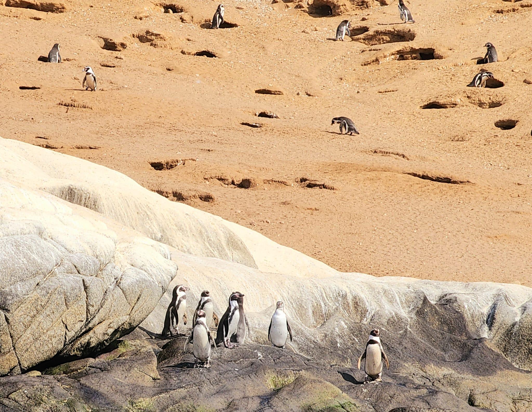 Vögel & Pinguine ab Santiago: Tour durch das Feuchtgebiet Mantagua