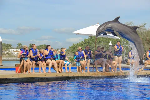 Puerto Vallarta : Nage avec les dauphins