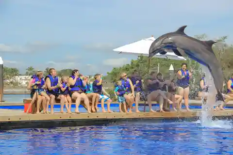 Puerto Vallarta : Nage avec les dauphins