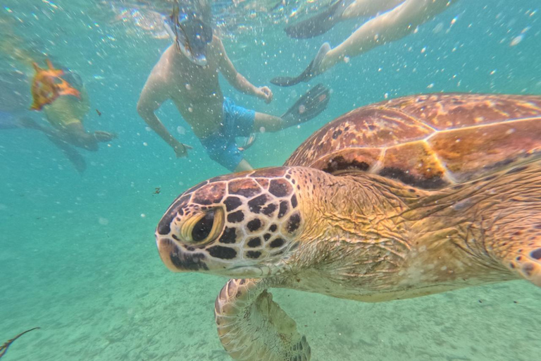 Mirissa VIP Turtles Snorkeling: Pool Training & Free GoPro