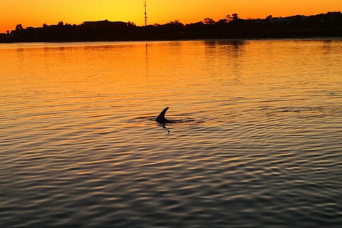 Charleston: Rejs w poszukiwaniu delfinów z Shem Creek