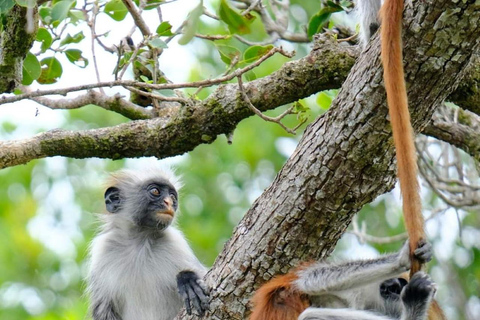 Zanzibar: Jozani nature walk and wildlife tour