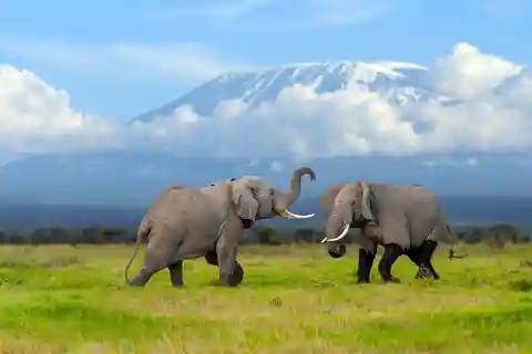 Day Trip: Amboseli National Park & Maasai Village – Nairobi
