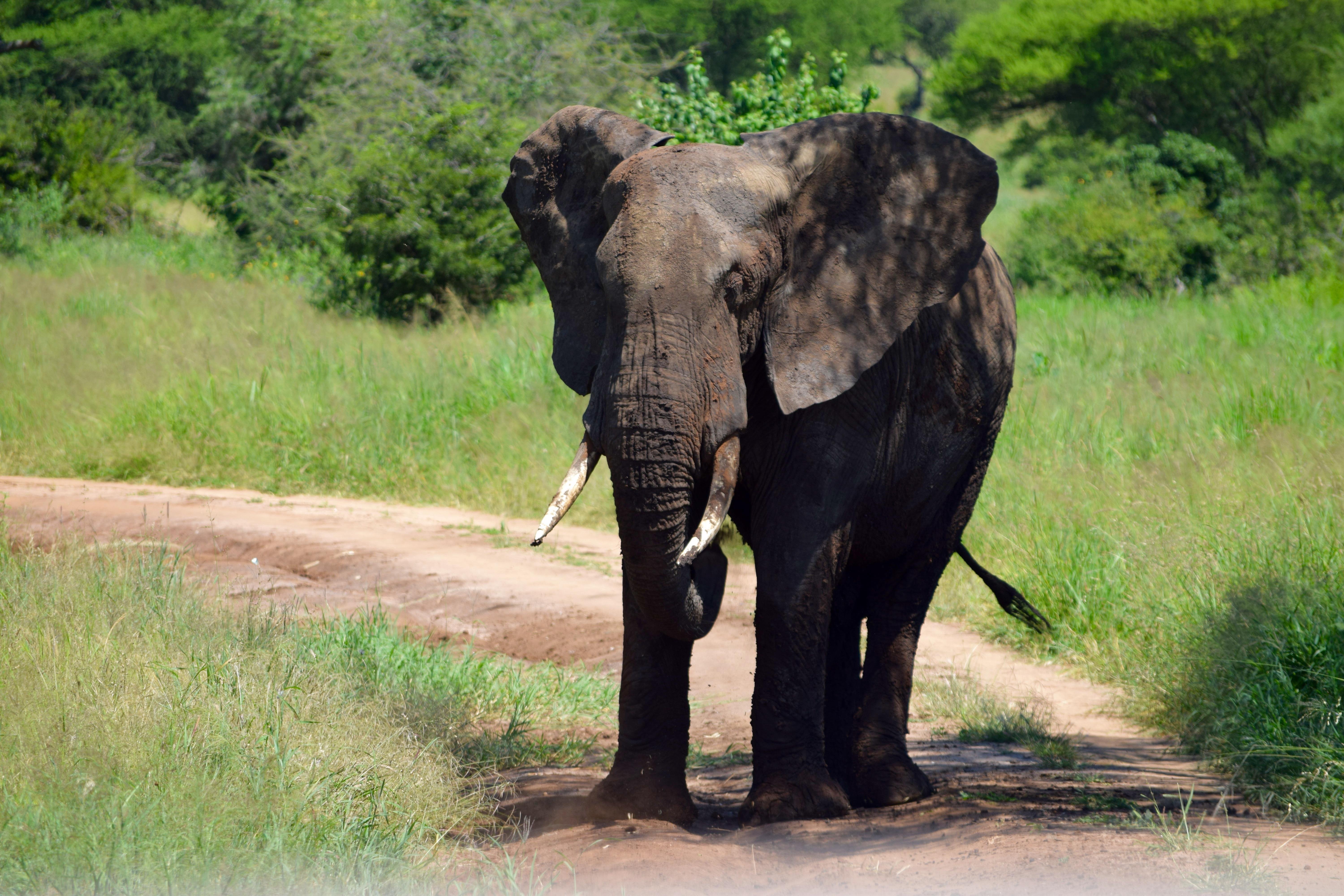 Tarangire National Park day safari from Arusha — product photo 1 from GetYourGuide