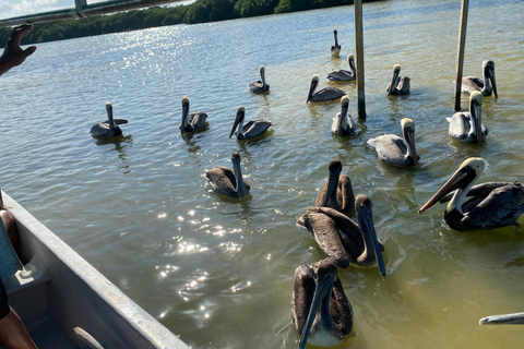 Rio Lagartos et Las Coloradas : EcoSafari Flamingo DeluxRio Lagartos et Las Coloradas : EcoSafari Flamingo Deluxe