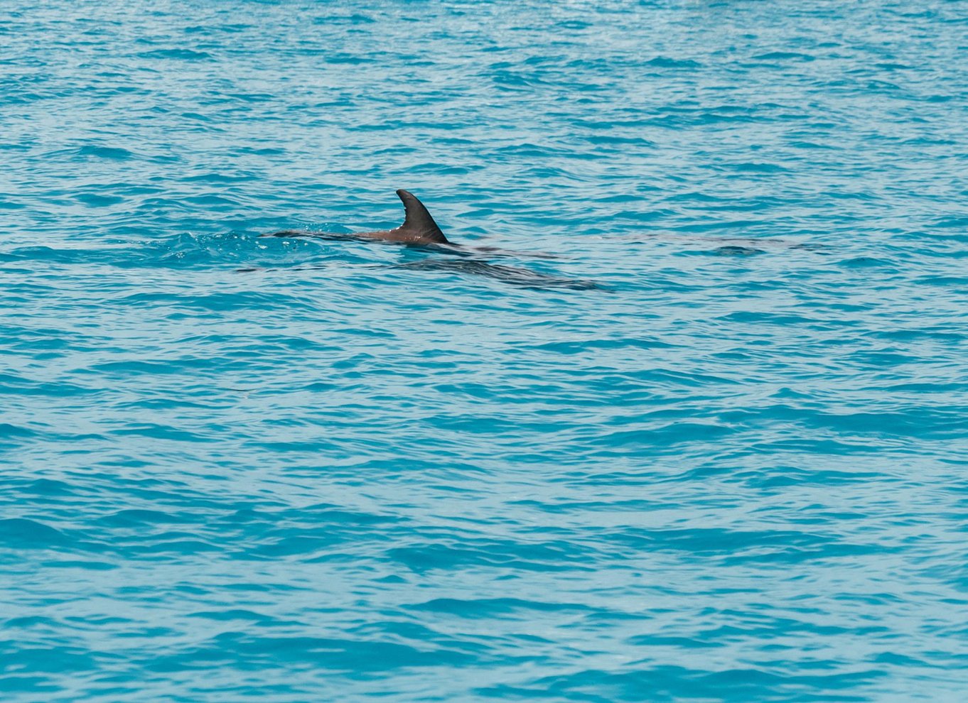 Key West: Økologisk krydstogt med delfinkiggeri og snorkling