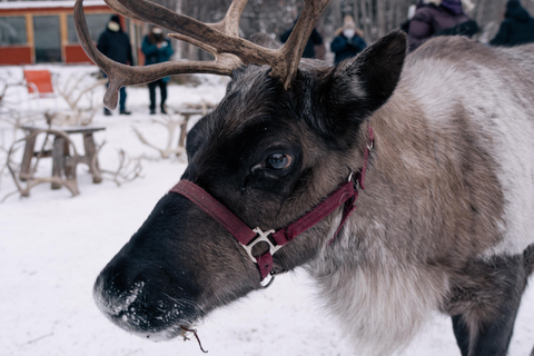 Fairbanks: Reindeer Walk with transportation