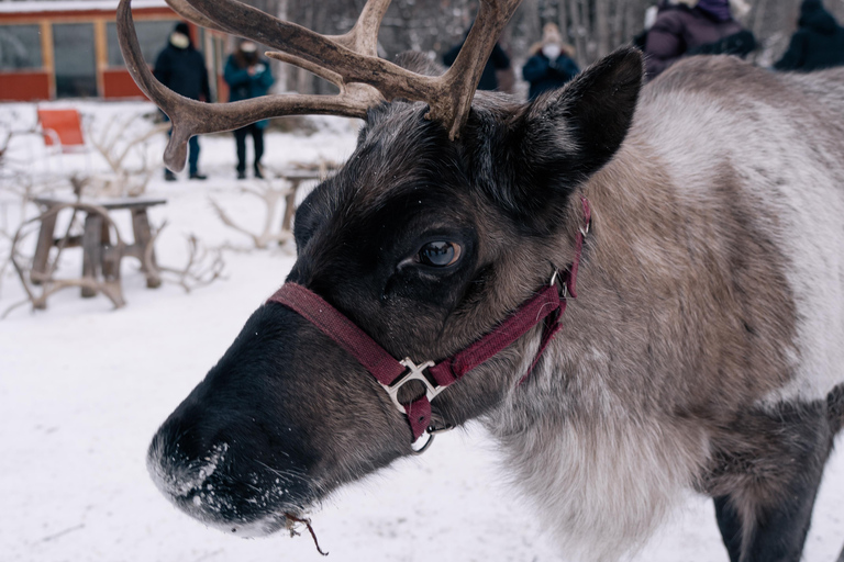 Fairbanks: Rentierwanderung mit Transport