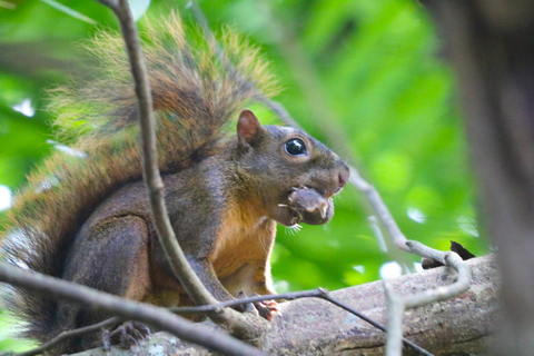 Uvita: Corcovado Rainforest & Wildlife Adventure
