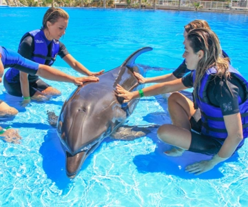 Cabo San Lucas/San Jose del Cabo: Dolphin Encounter