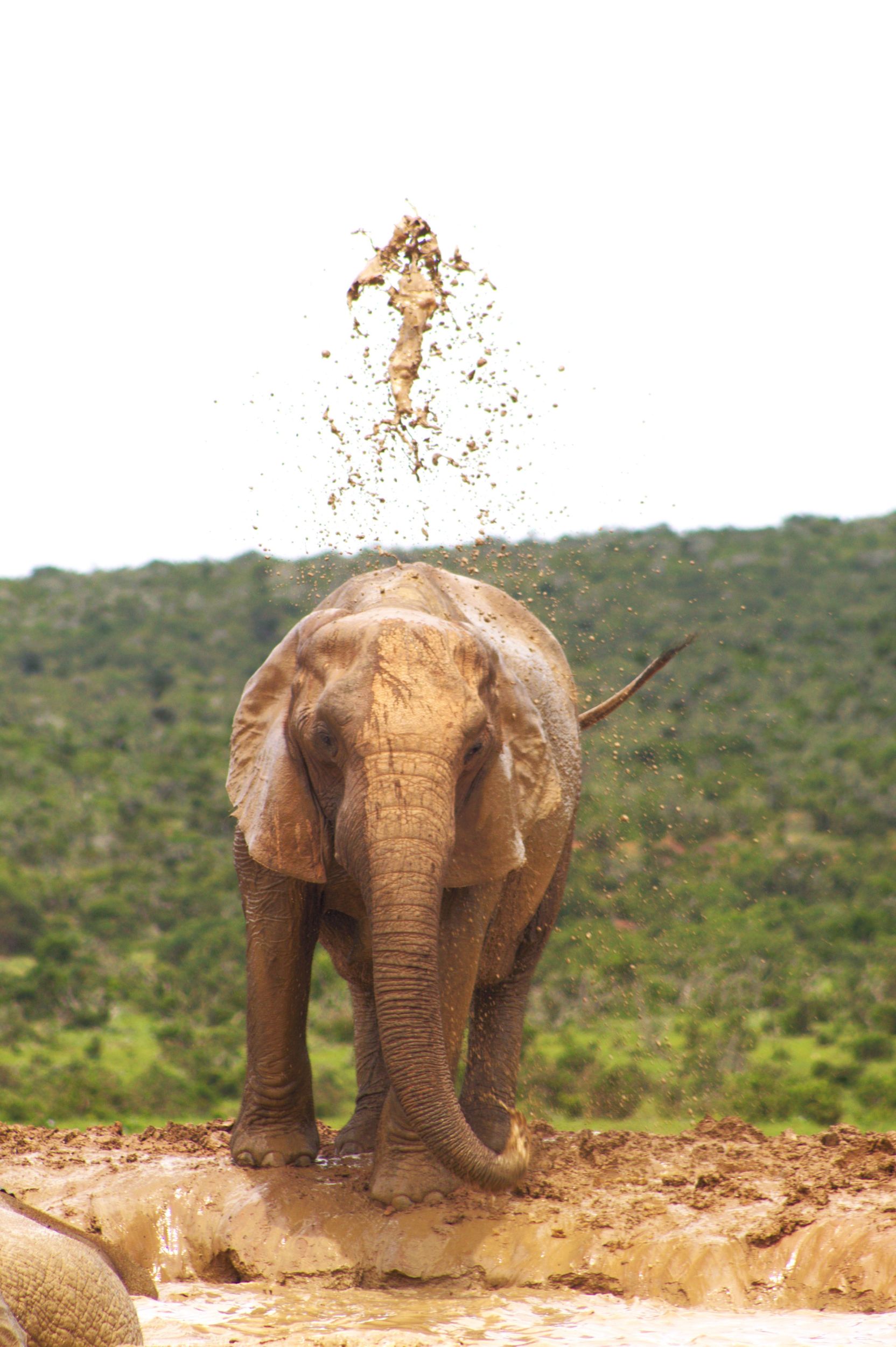 Addo Big 5 Tour