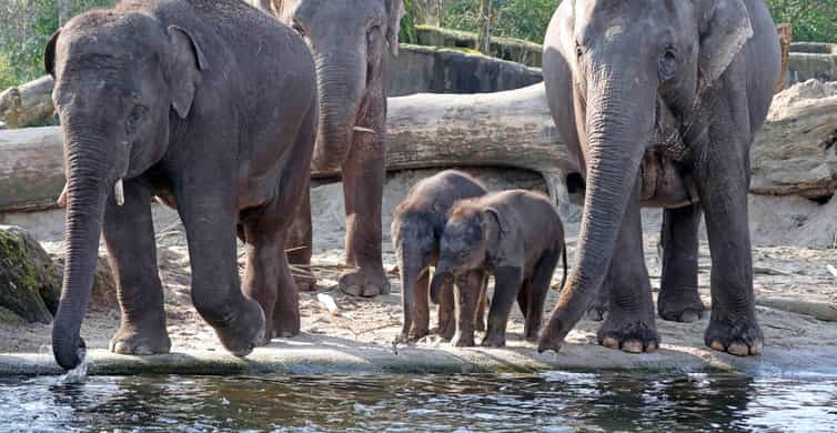 Amsterdam: ARTIS Amsterdam Royal Zoo Entry Ticket