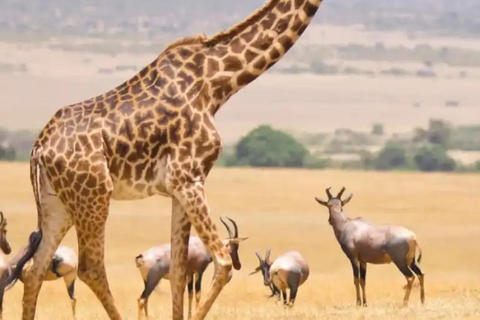 6 dias de Safari no Lago e no mato - Lago Naivasha e Masai Mara