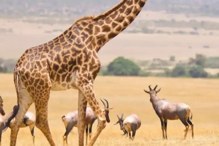 6 dias de Safari no Lago e no mato - Lago Naivasha e Masai Mara