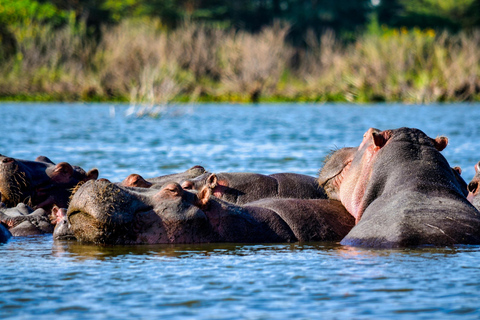 From Nairobi: 6-Day Samburu, Sweetwaters, and Lake Naivasha…