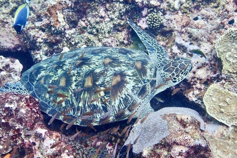 Diani: Wasini Island Dolphin Safari & Snorkeling