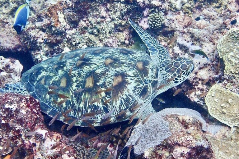 Diani: Wasini Island Dolphin Safari & Snorkeling