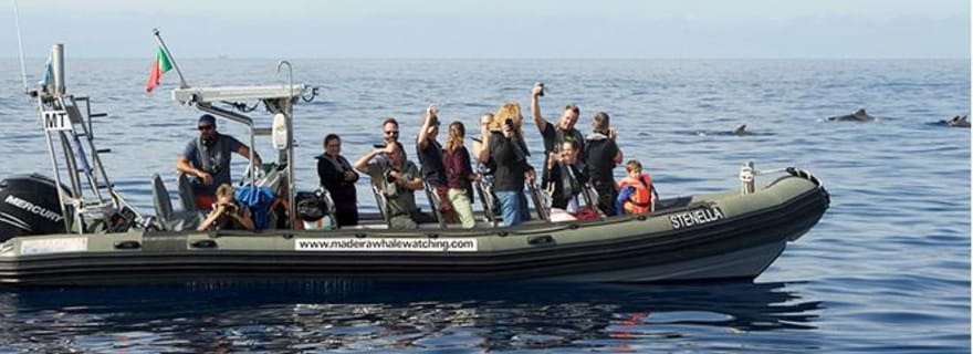 Madère : excursion d'observation de baleines par Stenella