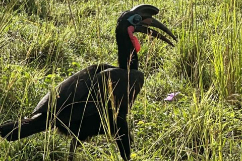 Ouganda : 3 jours de safari dans le parc national des chutes Murchison et les Big 5