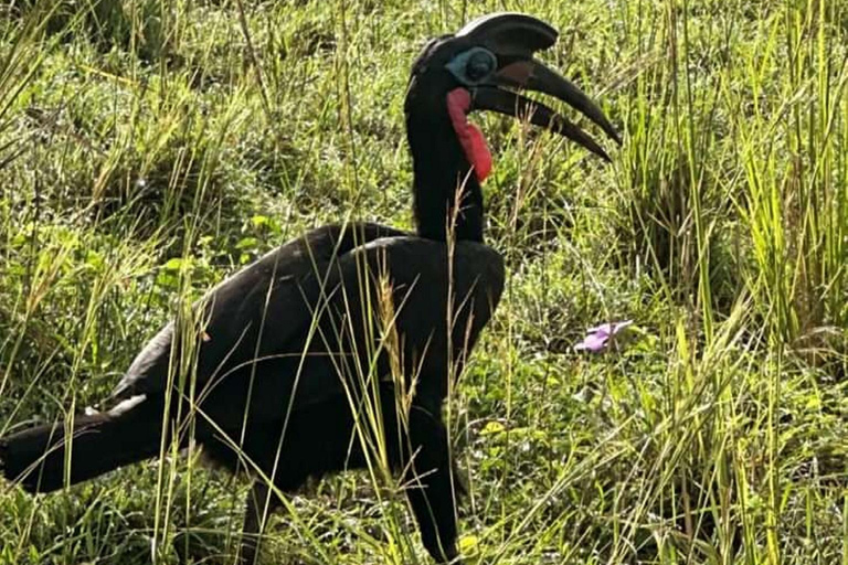 Ouganda : 3 jours de safari dans le parc national des chutes Murchison et les Big 5