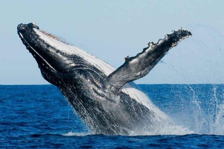 Von Mirissa/Weligama aus: Wale & DelfinbeobachtungsabenteuerVon Mirissa aus: Wale, Delfine und Beobachtungsabenteuer